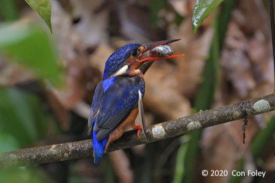 Kingfisher, Blue-eared (female) @ Venus Loop