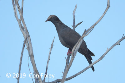 Pigeon, White-crowned @ Everglades