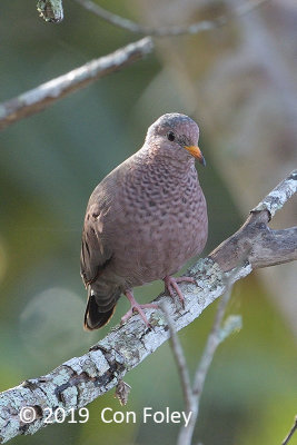 Dove, Common Ground @ Everglades