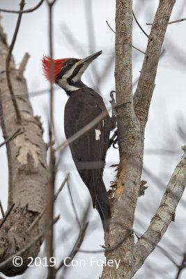 Woodpecker, Pileated