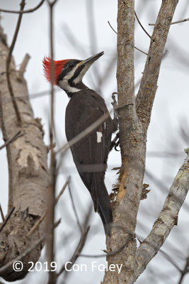 Woodpecker, Pileated (female) @ Everglades