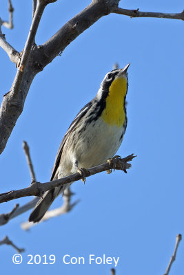 Warbler, Yelllow-throated @ Everglades