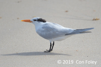 Tern, Royal @ Boyton Beach