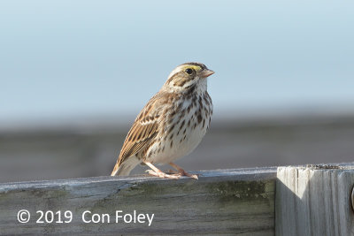 Sparrow, Savannah @ Everglades