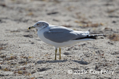 Gull, Ring-billed (non-breeding) @ Boyton Beach