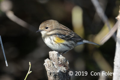 Warbler, Yellow-rumped (female - Myrtle) @ Everglades