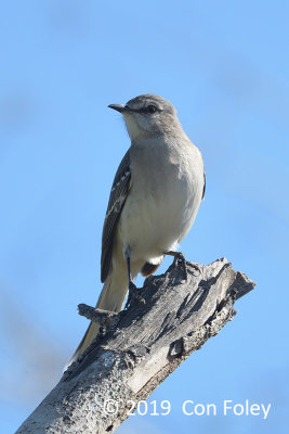 Mockingbird, Northern