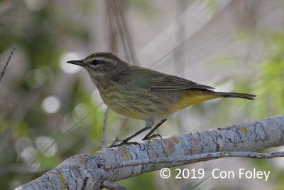 Warbler, Palm @ Everglades