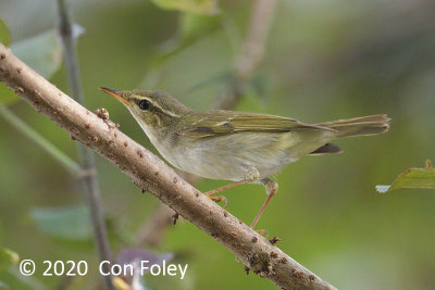 Warbler, Arctic