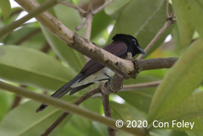 Flycatcher, Black Paradise (male) @ SBG