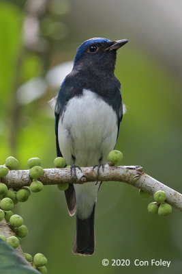 Flycatcher, Blue-and-White (male) @ Botanic Gardens