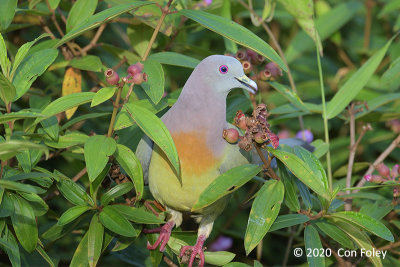 Pigeon, Pink-necked Green (male) @ Baker Street