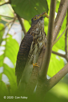 Cuckoo, Hodgson's Hawk (juv) @ SBG
