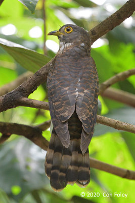 Cuckoo, Hodgson's Hawk (juv) @ SBG