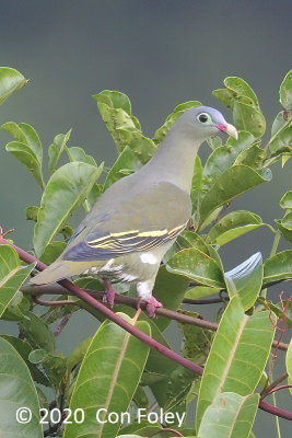 Pigeon, Thick-billed Green (female) @ Jelutong Tower