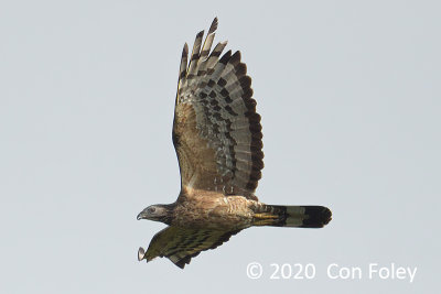 Buzzard, Crested Honey (male) @ Jelutong Tower