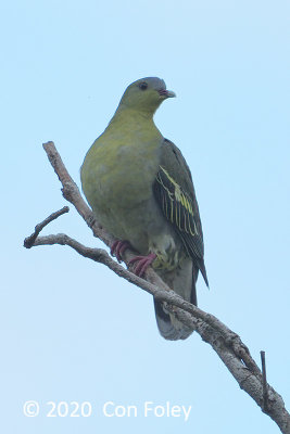 Pigeon, Cinnamon-headed Green (female) @ Ubin