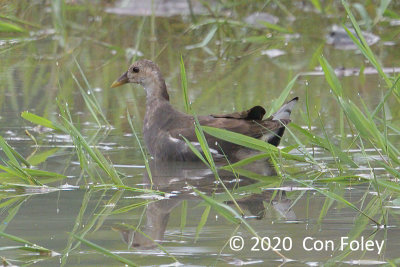 Moorhen, Common (female) @ Jurong Lake Gardens