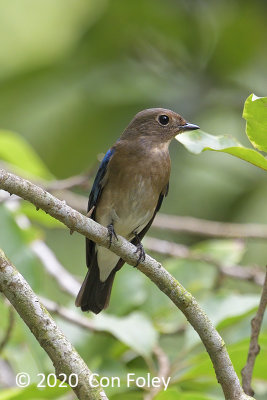 Flycatcher, Blue-and-White (first winter male) @ Botanic GardensSBG