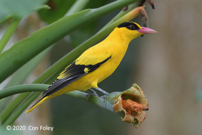 Oriole, Black-naped (male) @ Botanic Garden