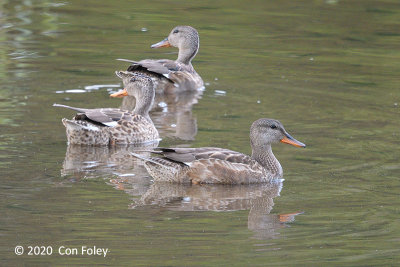 Gadwall