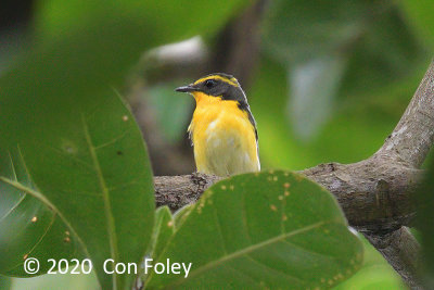 Flycatcher, Narcissus (male) @ SBG