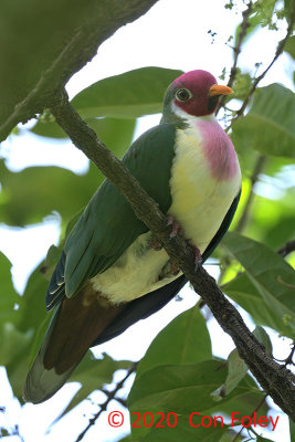 Dove, Jambu Fruit Dove (male) @ Jurong Lake Gardens