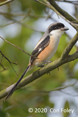 Shrike, Long-tailed @ Holland Plain