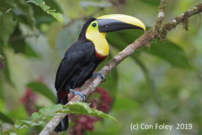 Toucan, Choco @ near Milpe Lodge 1000 meters