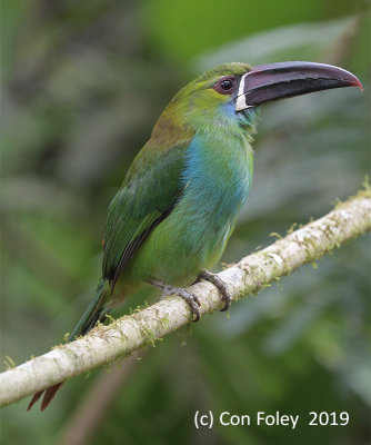 Toucanet, Crimson-rumped @ Tandayapa Lodge 1760 meters