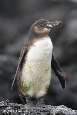 Penguin, Galapagos @ Fernandina Island