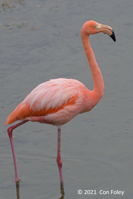 Flamingo, American @ Santa Cruz