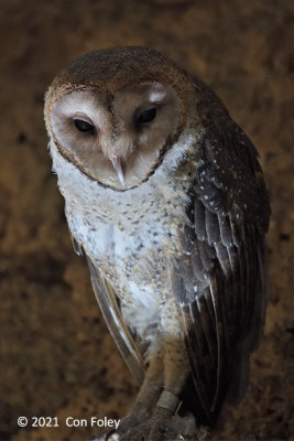 Owl, Barn (T. a. punctatissima) @ Santa Cruz