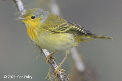 Warbler, Yellow (Galapagos or Mangrove) (Setophaga petechial aureola) @ Santa Cruz