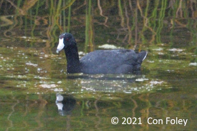 Coot, Common @ Isabela