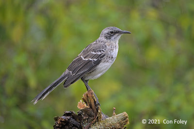 Mockingbird, Cristobal @ Cristobal Island