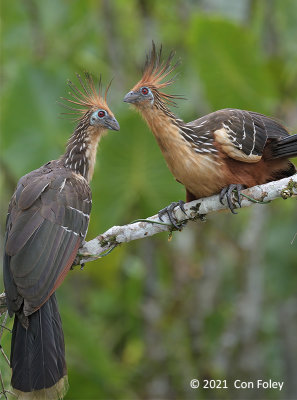 Hoatzin @ near Sani Lodge, Ecuadorian Amazon