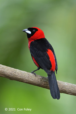 Tanager, Masked Crimson