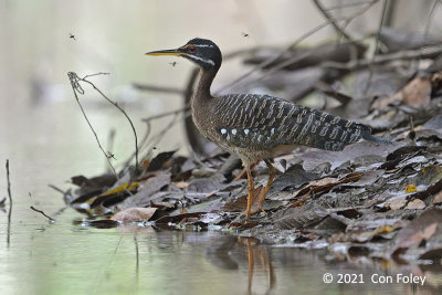 Sunbittern @ near Sani Lodge