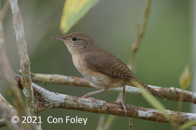 Wren, House @ near Sani Lodge
