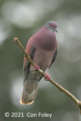 Pigeon, Pale-vented @ near Sani Lodge