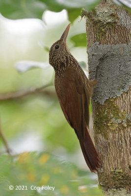 Woodcreeper, Striped @ near Sani Lodge