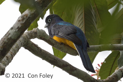 Trogon, Green-backed (male) @ Sani Lodge