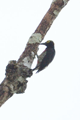 Woodpecker, Yellow-tufted @ near Sani Lodge