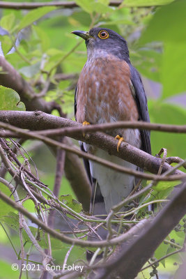 Cuckoo, Hodgson's Hawk (adult) @ Dairy Farm