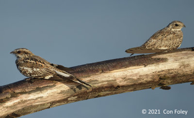 Nightjar, Ladder-tailed & Nighthawk, Sand-colored @ near Sani Lodge