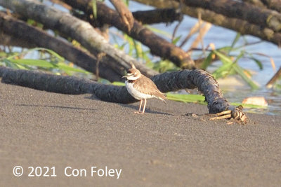 Plover, Collared @ near Sani Lodge