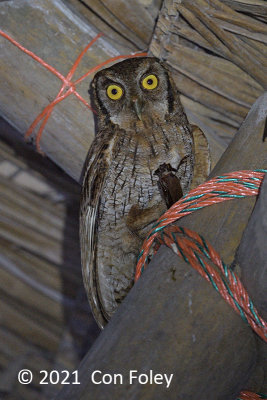 Owl, Tropical Screech @ Sani Lodge