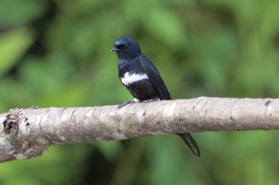 Swallow, White-banded @ near Sani Lodge