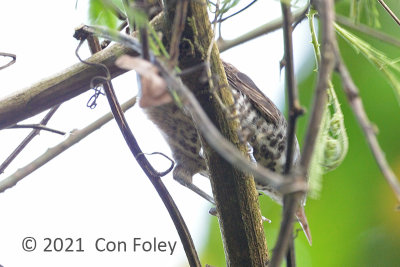 Wren, Thrush-like @ near Sani Lodge